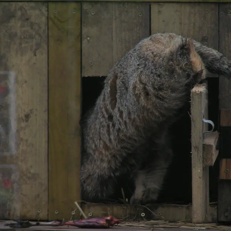 Фотография Алтая в Лэйклэнде Вайлдлайф Оазисе