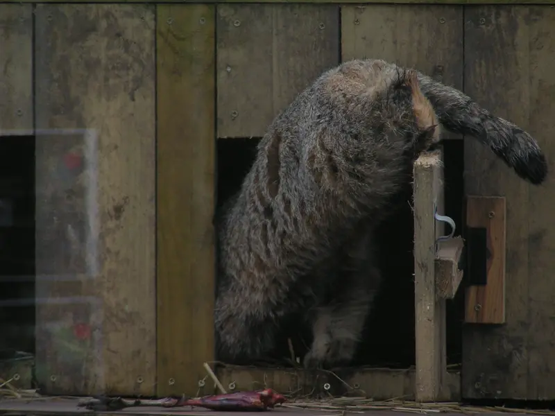 Фотография Алтая в Лэйклэнде Вайлдлайф Оазисе