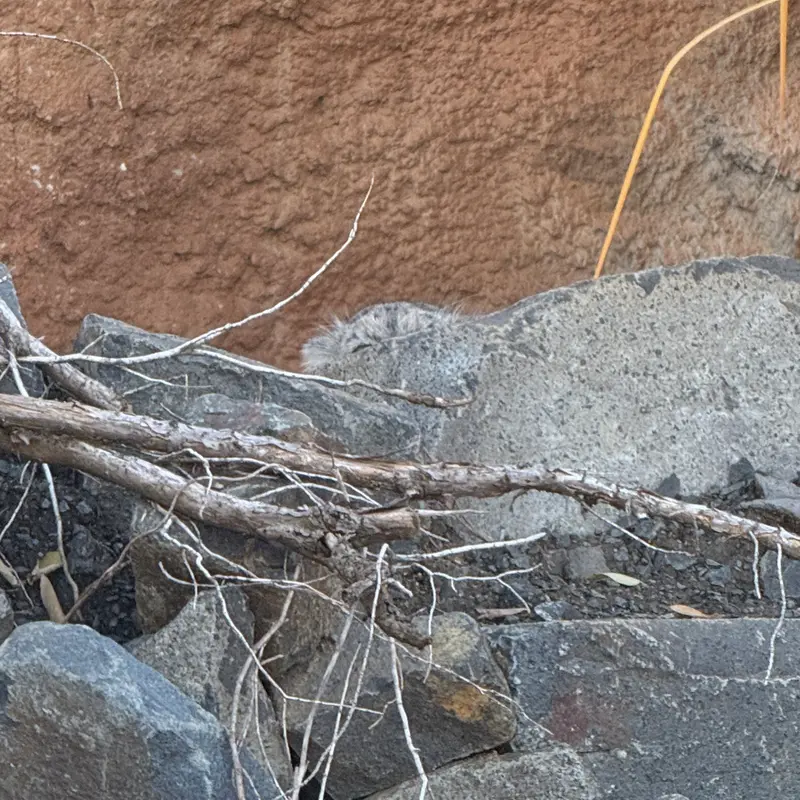 Фотография Принцессы в Пражском Зоопарке