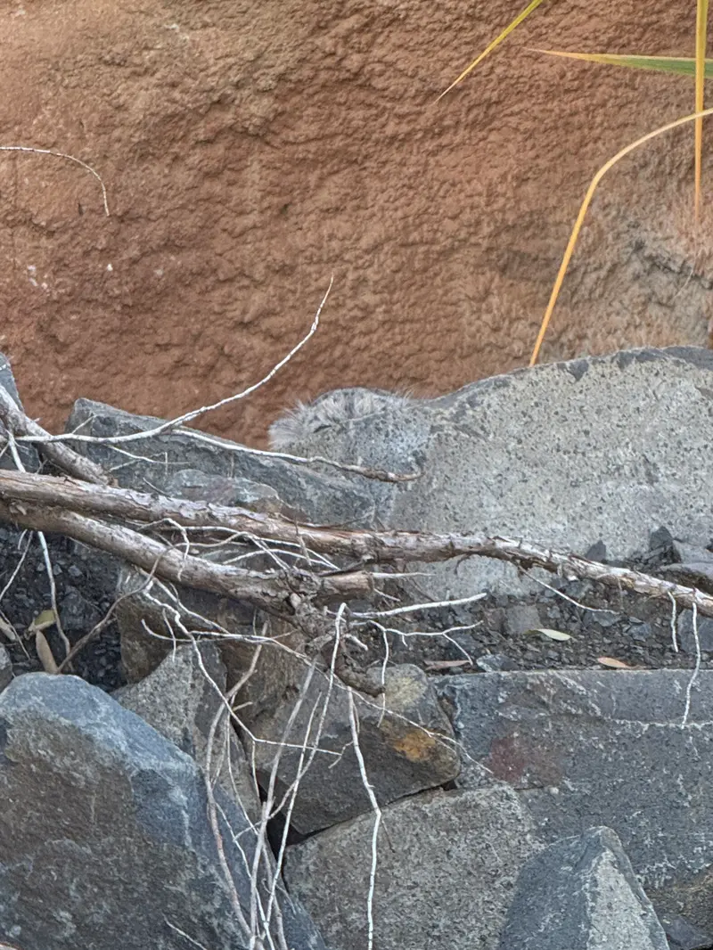 Фотография Принцессы в Пражском Зоопарке