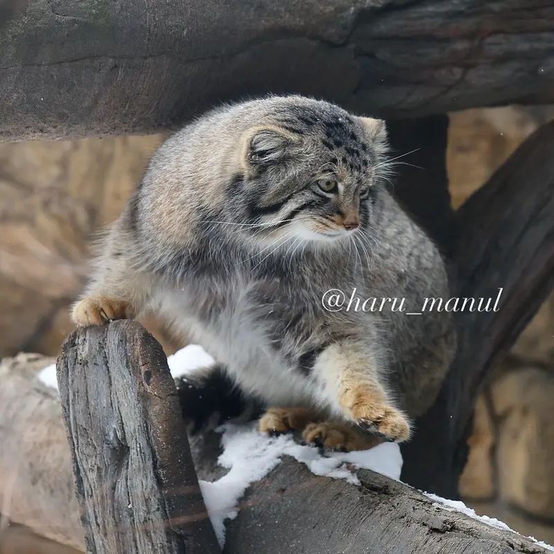 Фотография Нагому в Царстве Животных Насу