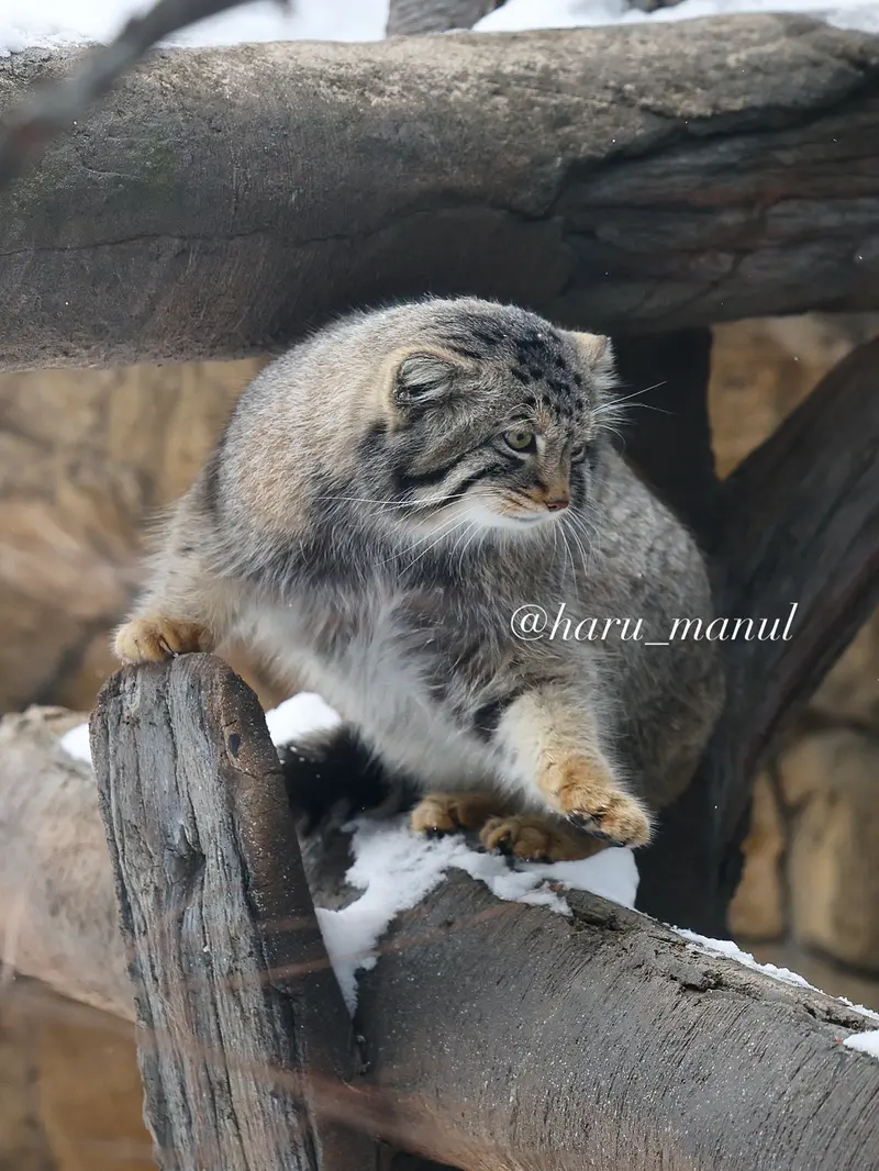 Фотография Нагому в Царстве Животных Насу