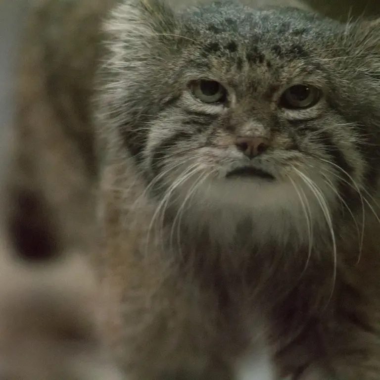 Фотография Клёна в Зоопарке Уено