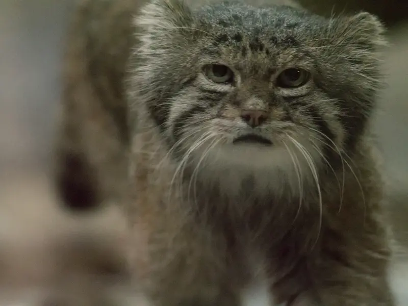 Фотография Клёна в Зоопарке Уено