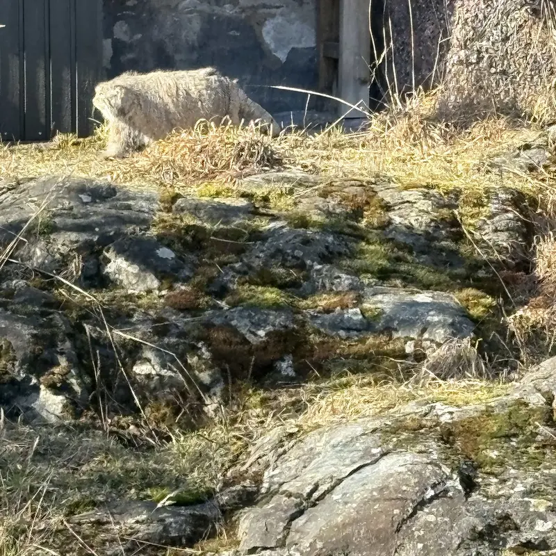 Фотография Мими в Зоопарке Коркеасаари