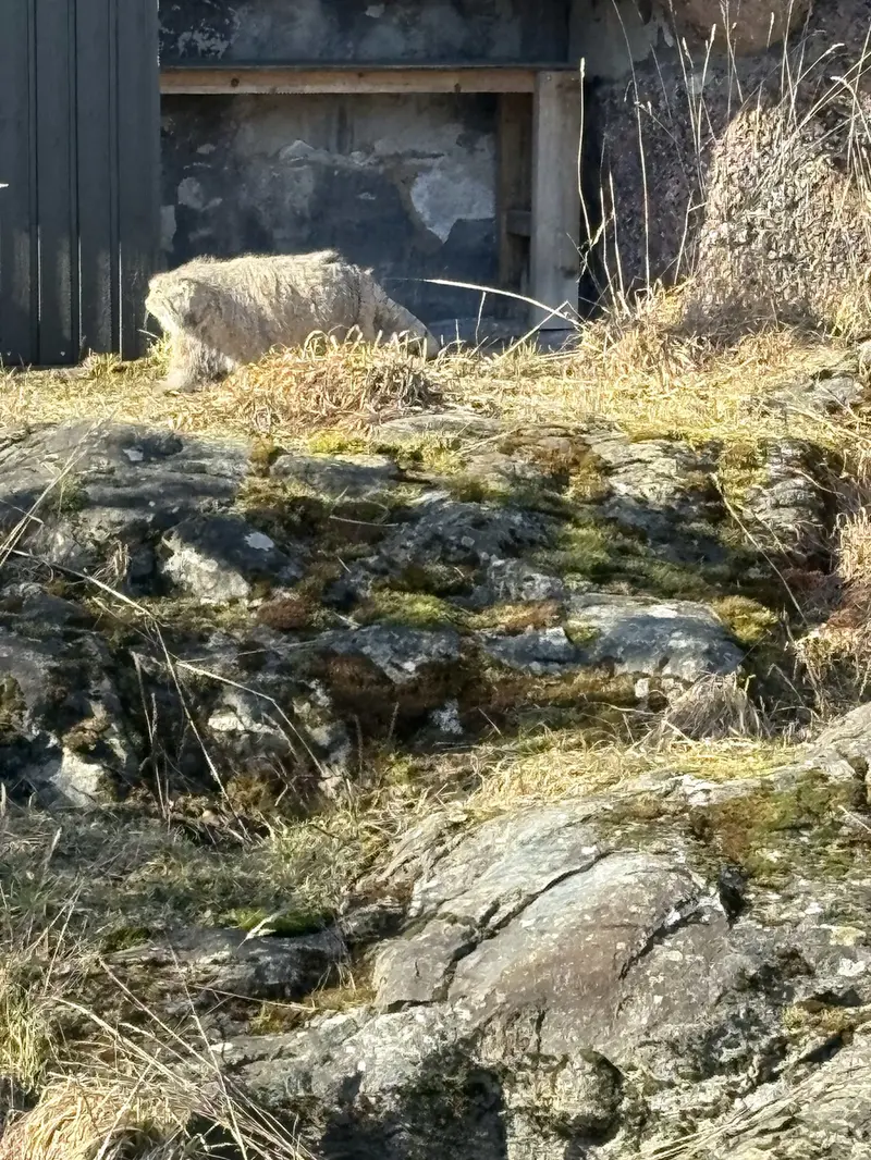 Фотография Мими в Зоопарке Коркеасаари