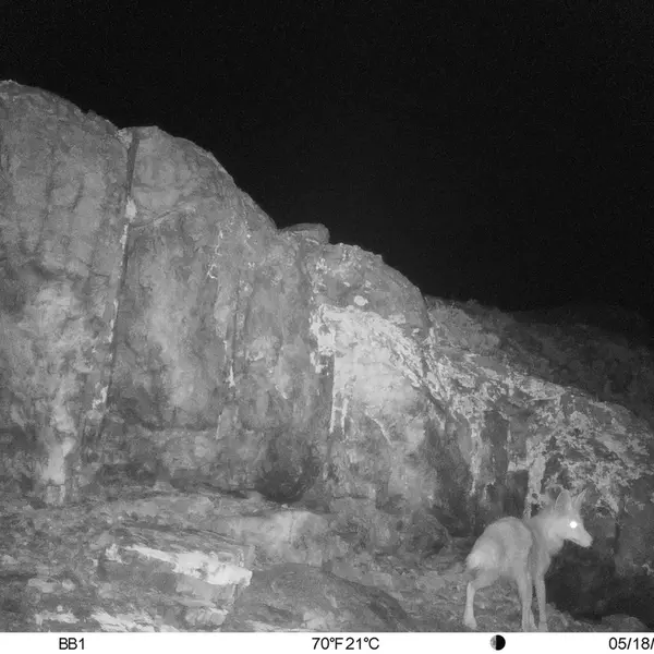 Фотография Рыжаи Лисица с фотоловушки Актас-Кункора