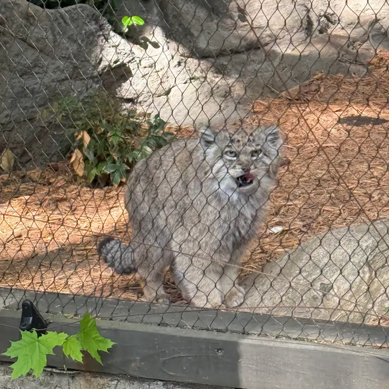 Фотография Бату в Зоопарке Проспект-парка