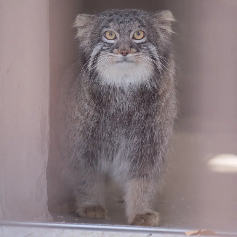 Фотография Фиги в Зоопарке Ногеяме