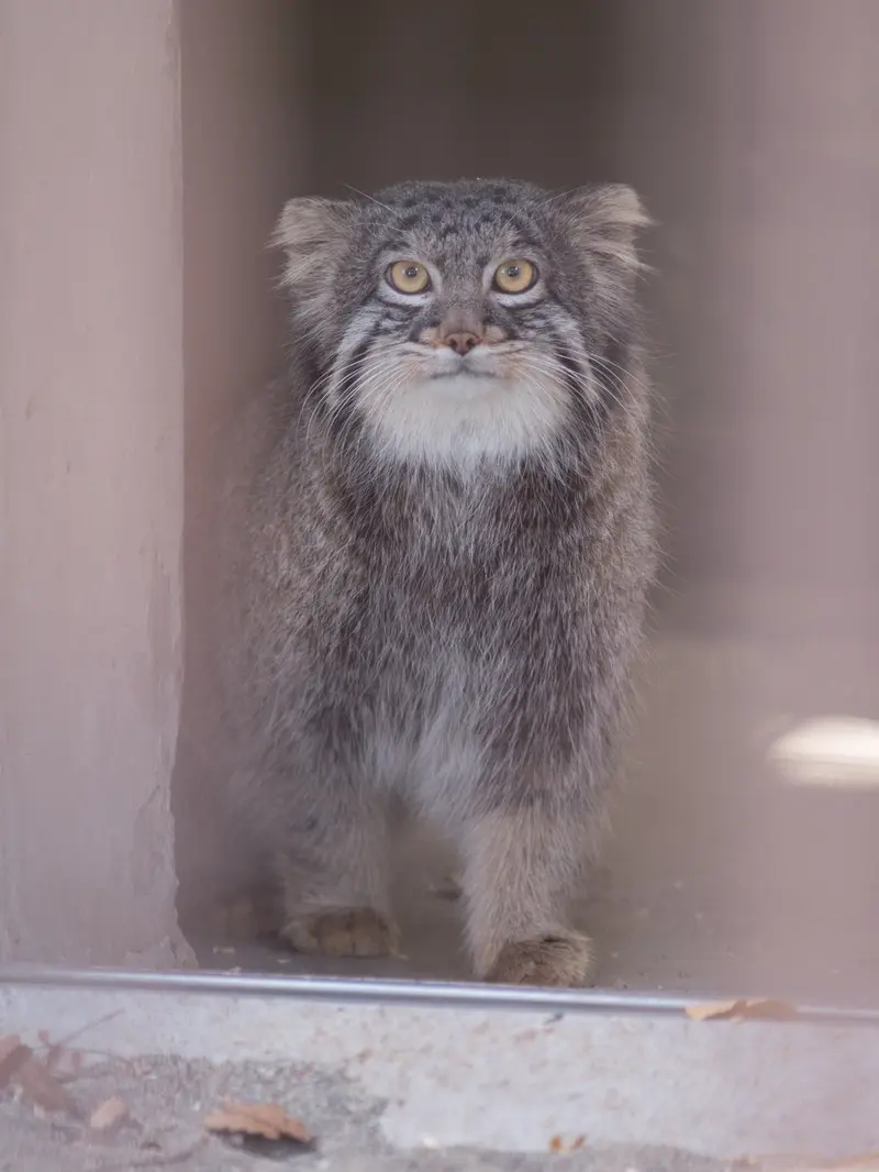 Фотография Фиги в Зоопарке Ногеяме
