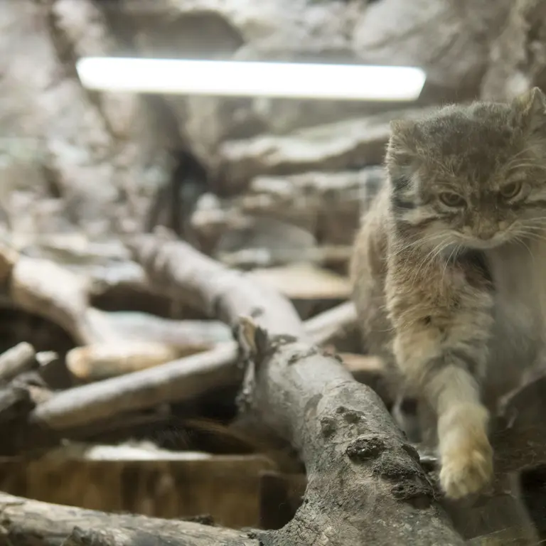 Фотография Примулы в Зоопарке Уено