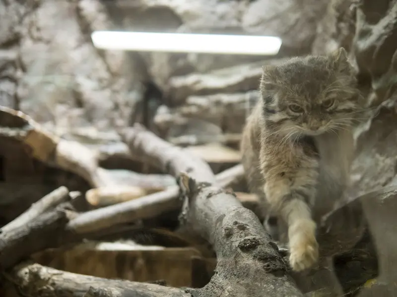 Фотография Примулы в Зоопарке Уено