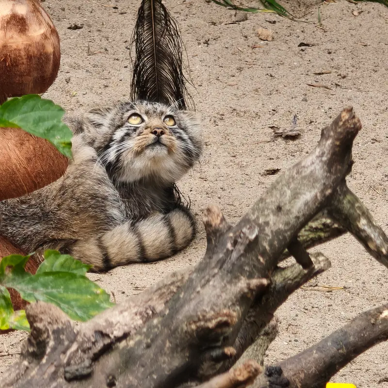 Фотография с манулом в Новосибирском Зоопарке