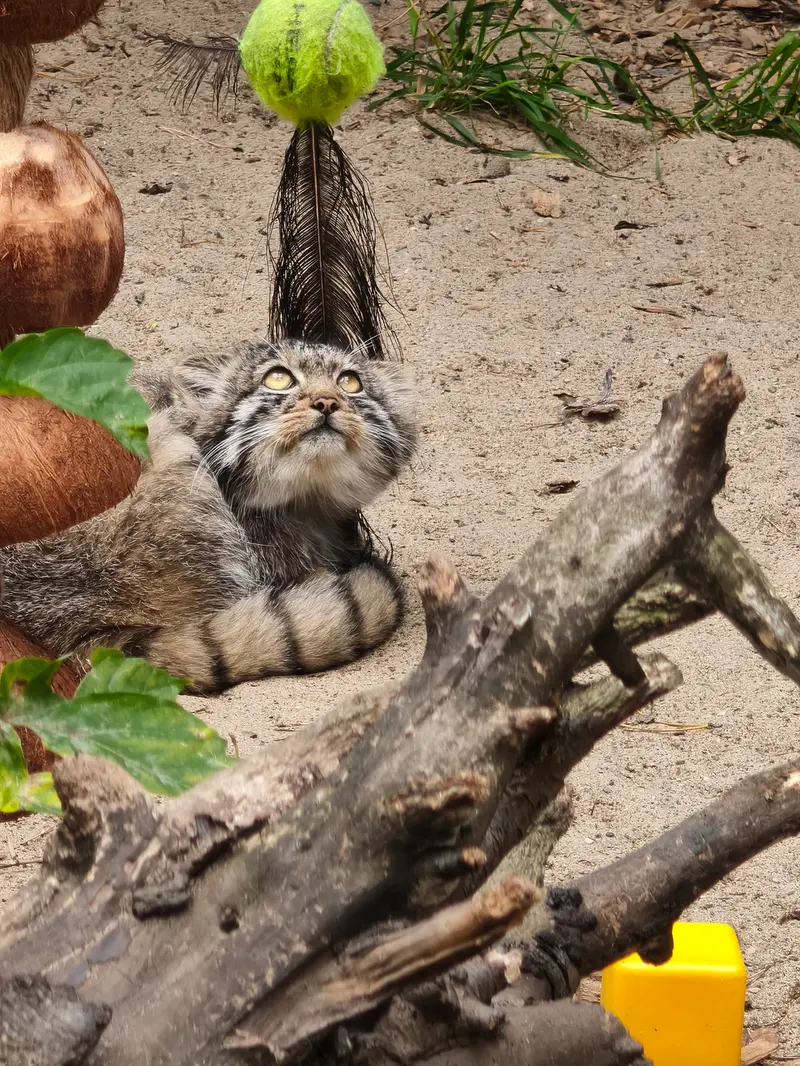 Фотография с манулом в Новосибирском Зоопарке