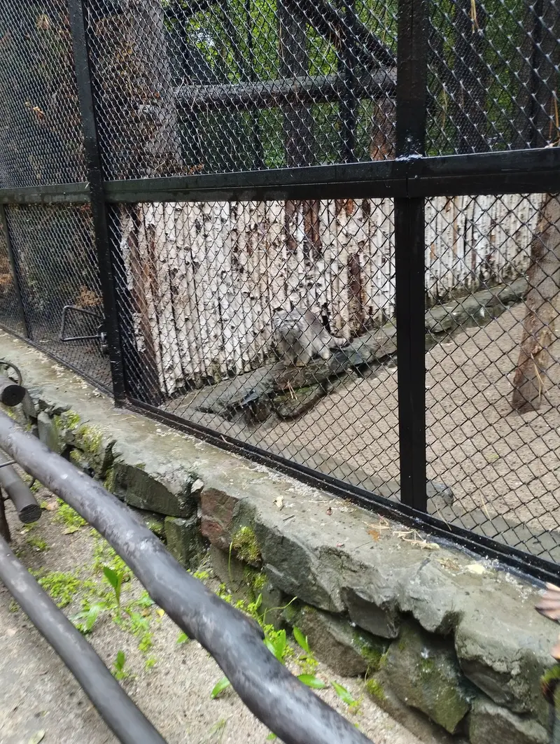 Фотография с манулом в Новосибирском Зоопарке