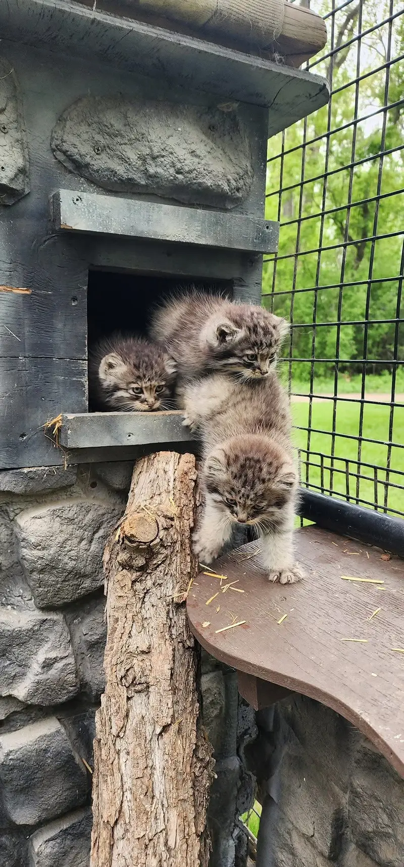 Фотография с манулом
