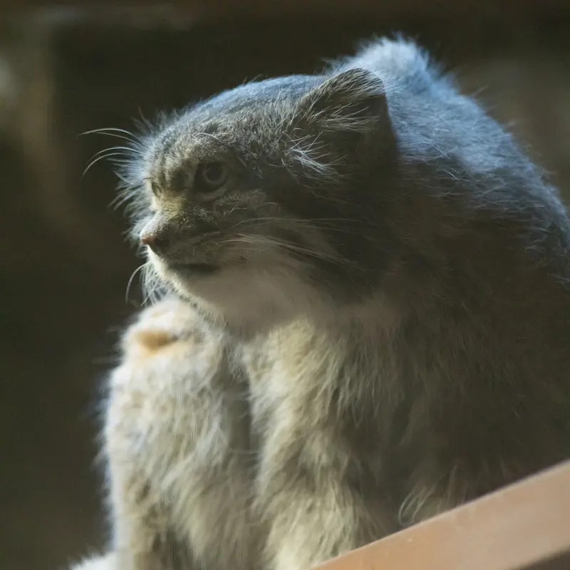 Фотография Клёна в Зоопарке Уено