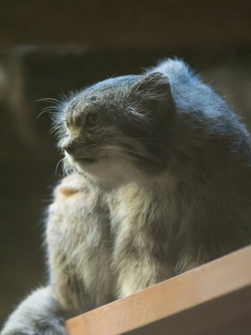 Фотография Клёна в Зоопарке Уено