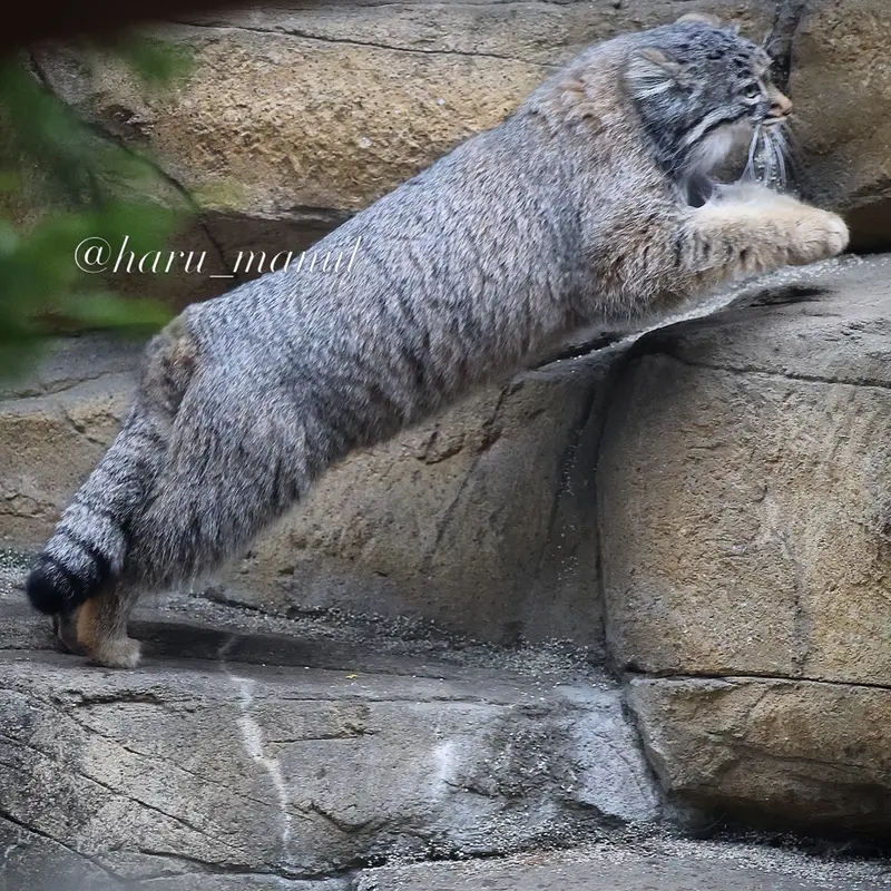 Фотография Абрикос в Царстве Животных Насу