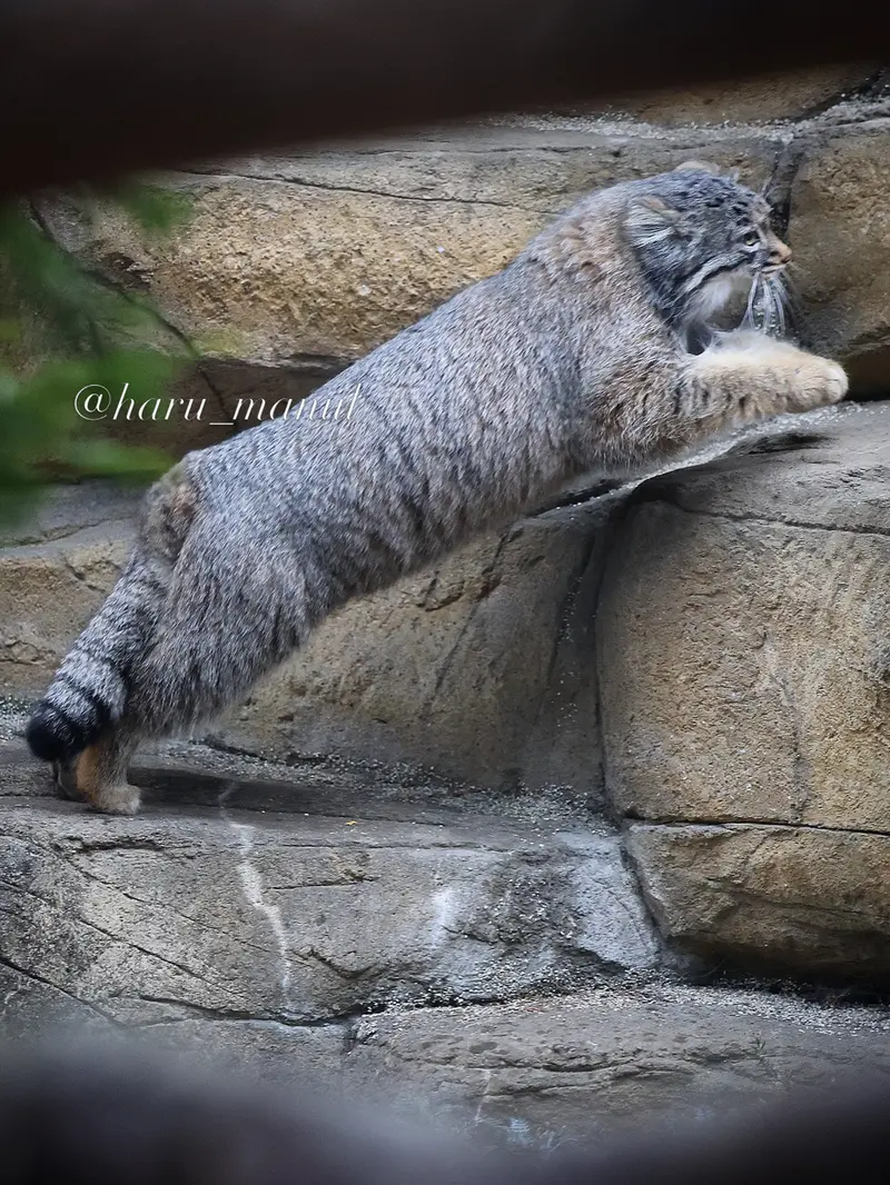 Фотография Абрикос в Царстве Животных Насу