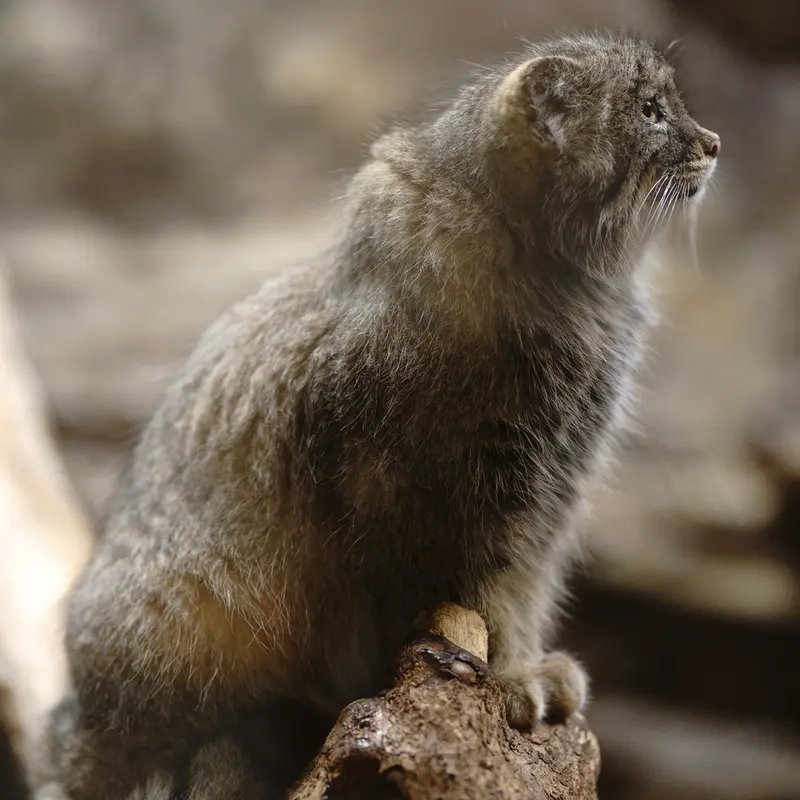 Фотография Юс в Зоопарке Уено