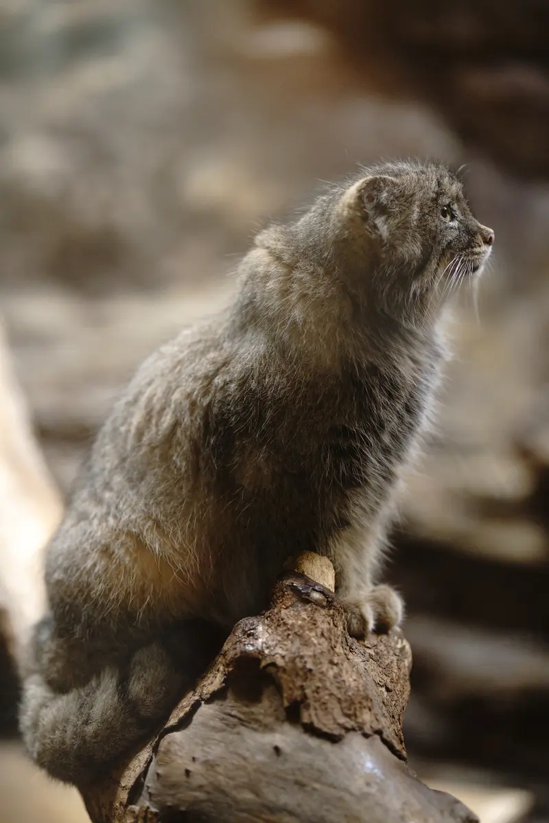 Фотография Примулы в Зоопарке Уено