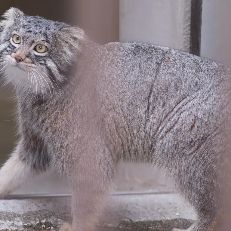 Фотография Фиги в Зоопарке Ногеяме