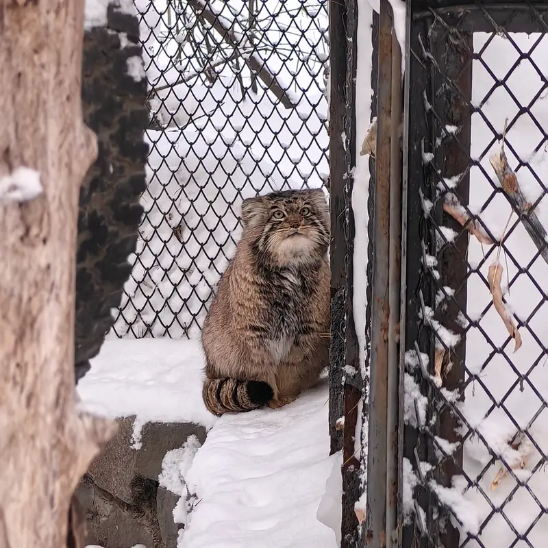 Фотография Ачи в Новосибирском Зоопарке