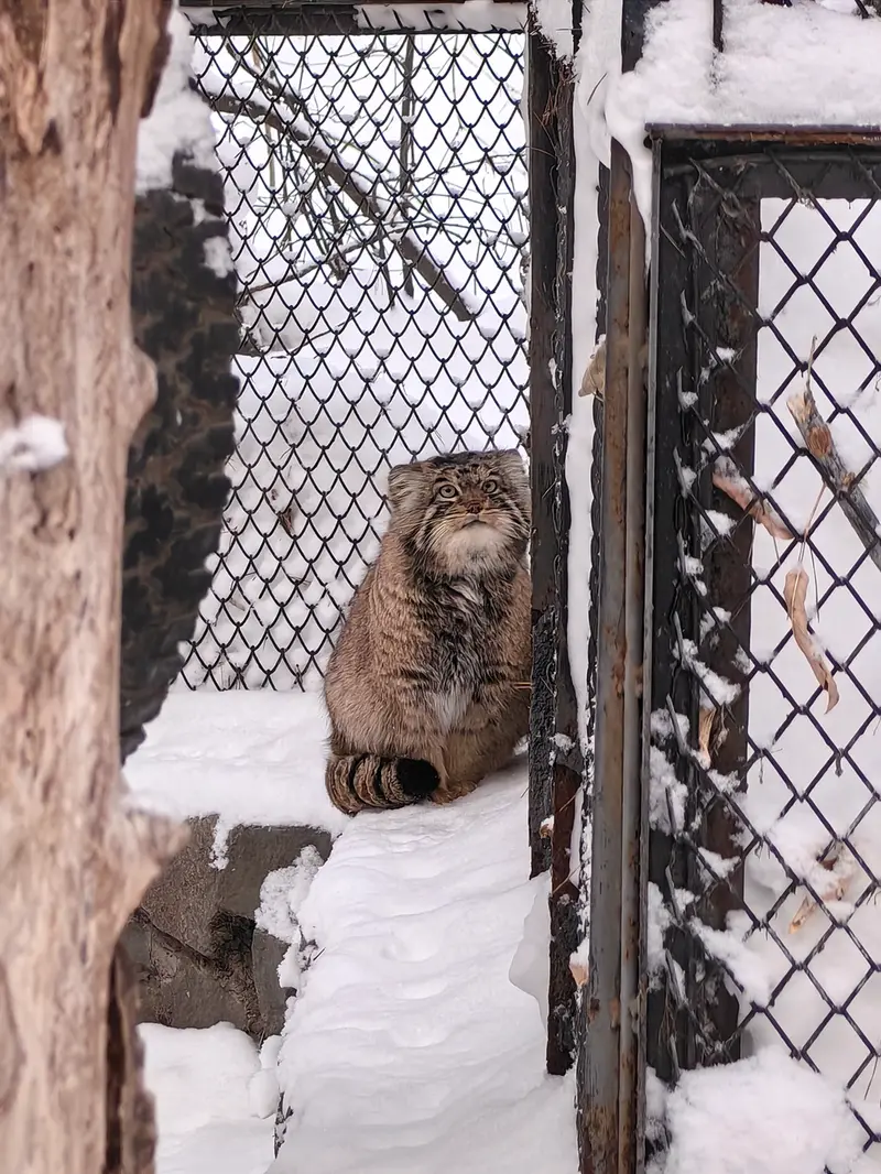 Фотография Ачи в Новосибирском Зоопарке