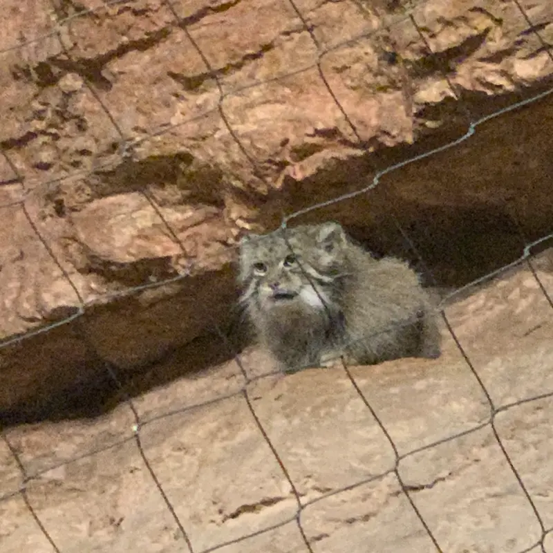 Фотография с манулом