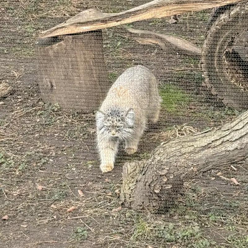 Фотография Пази в Зоопарке Поттер-парка