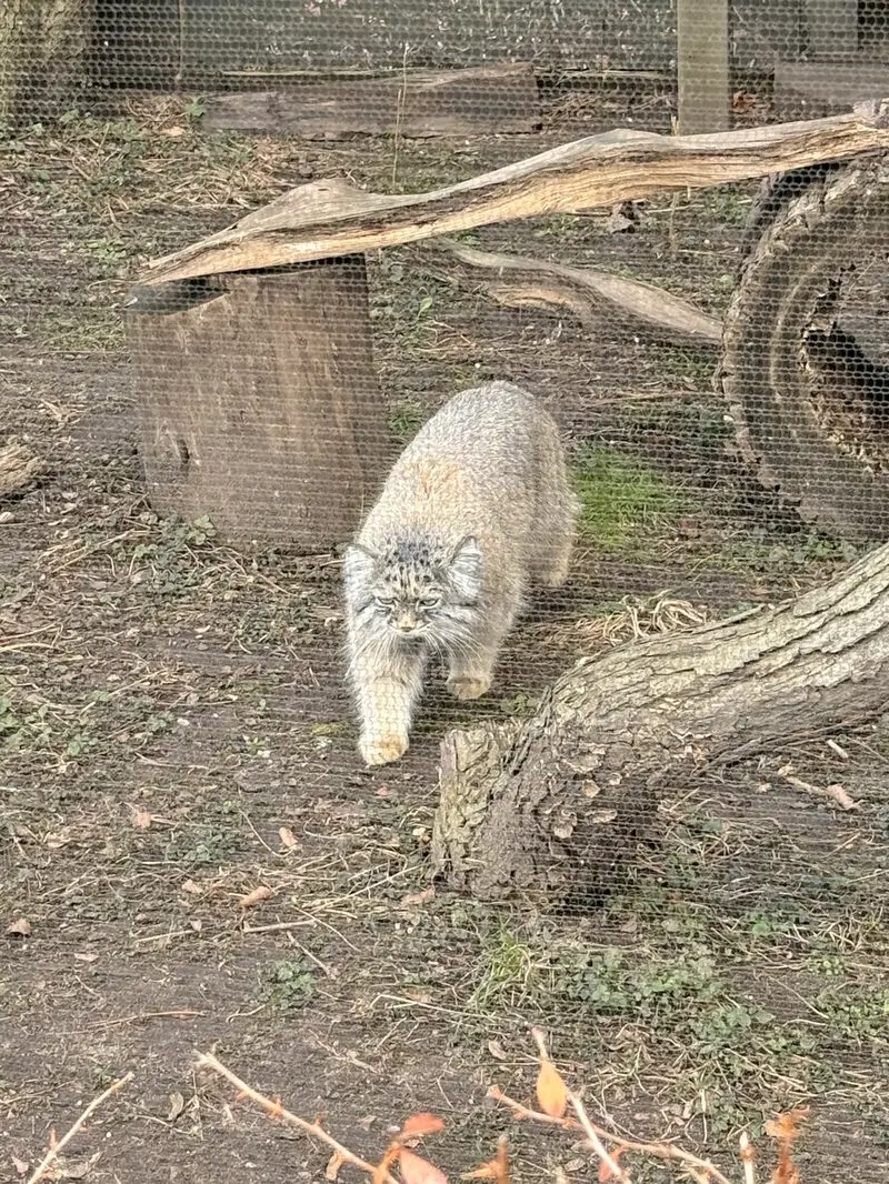 Фотография Пази в Зоопарке Поттер-парка
