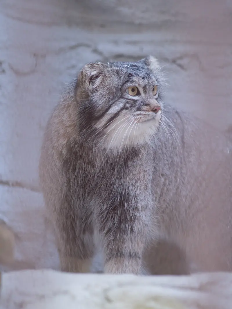 Фотография Фиги в Зоопарке Ногеяме