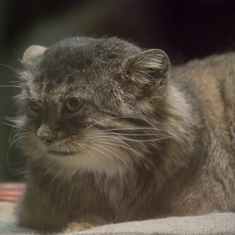 Фотография Примулы в Зоопарке Уено