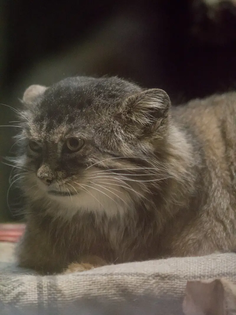 Фотография Примулы в Зоопарке Уено