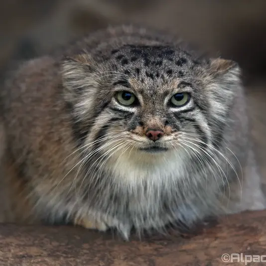 Фотография Аз в Царстве Животных Кобе