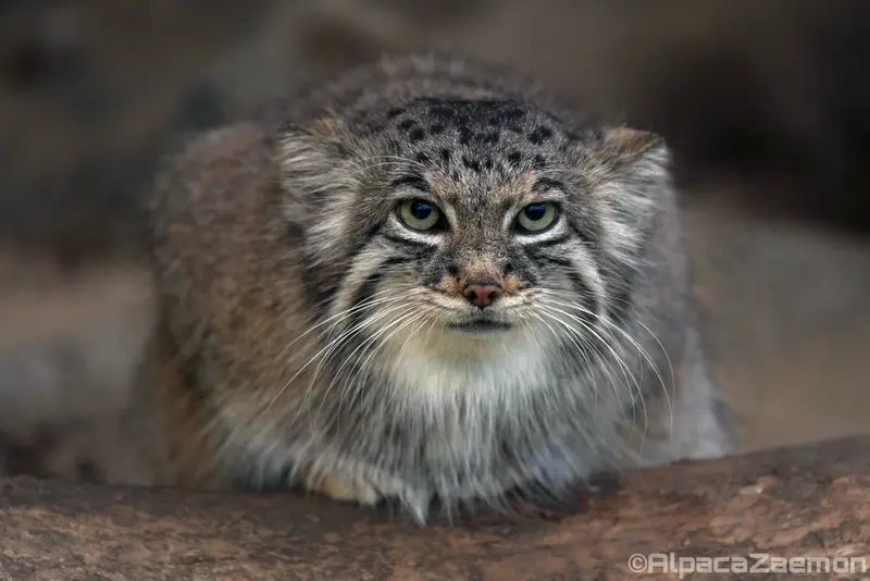 Фотография Аз в Царстве Животных Кобе