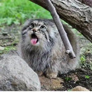 Фотография с манулом