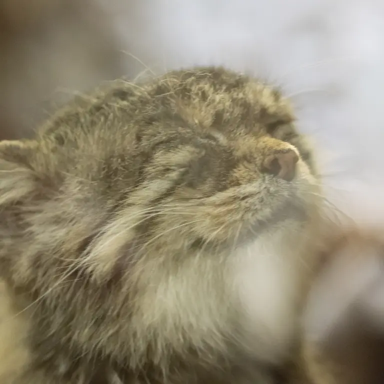 Фотография Примулы в Зоопарке Уено