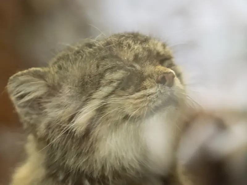 Фотография Примулы в Зоопарке Уено