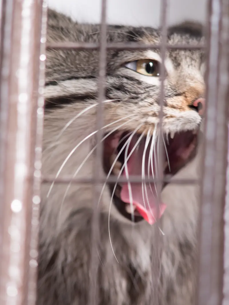 Фотография Фиги в Зоопарке Ногеяме