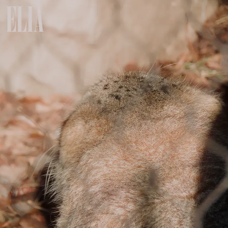 Фотография Олафа в Зоопарке Калгари / Институте Уайлдере