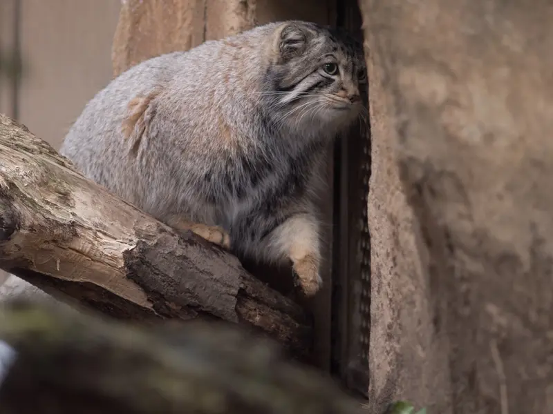 Фотография Нагому в Царстве Животных Насу