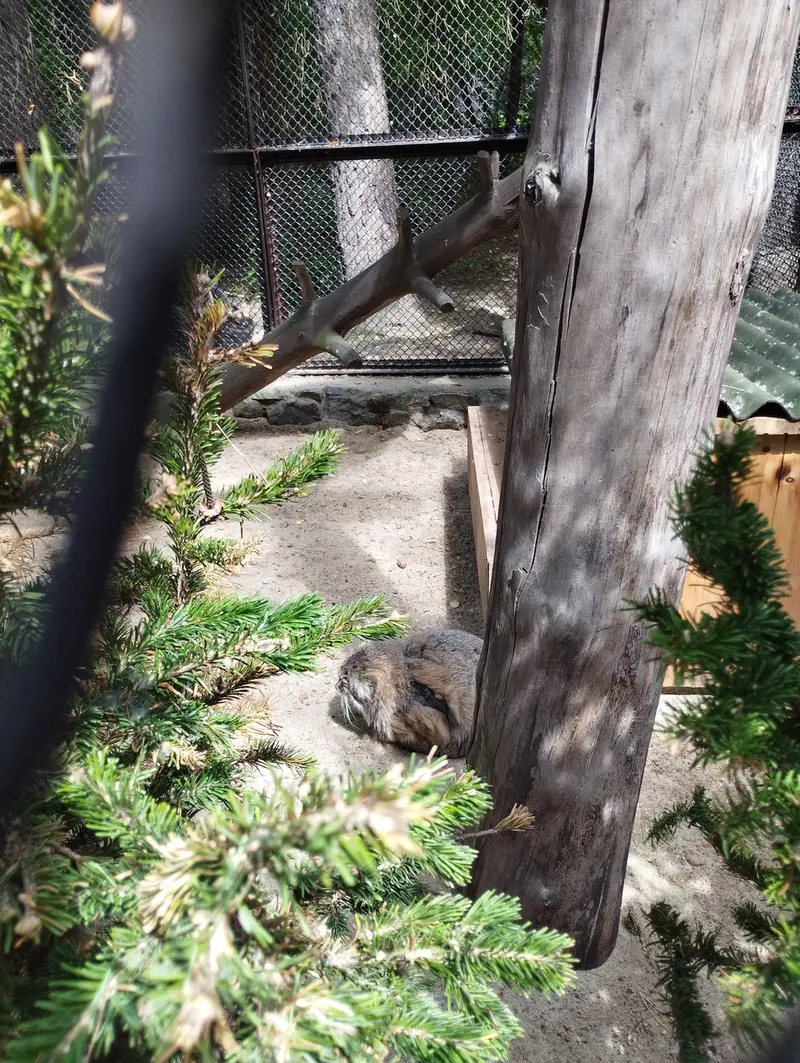 Фотография Зеленогорска в Новосибирском Зоопарке