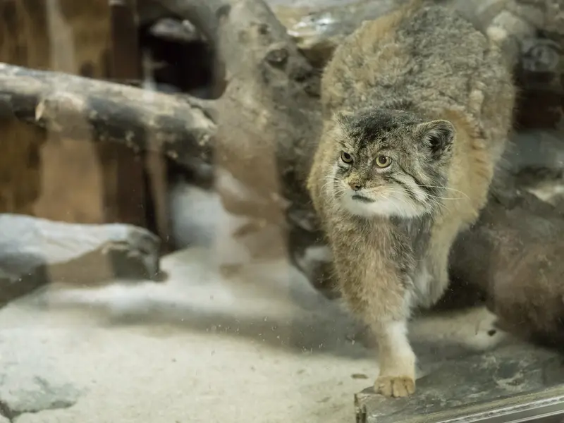 Фотография Примулы в Зоопарке Уено