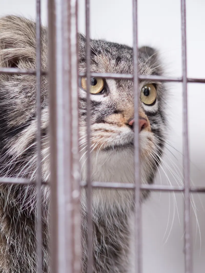 Фотография Фиги в Зоопарке Ногеяме