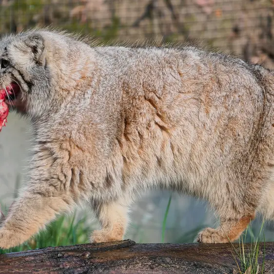 Фотография Улы в Гданском Зоопарке