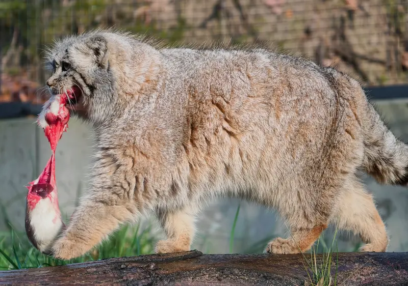 Фотография Улы в Гданском Зоопарке