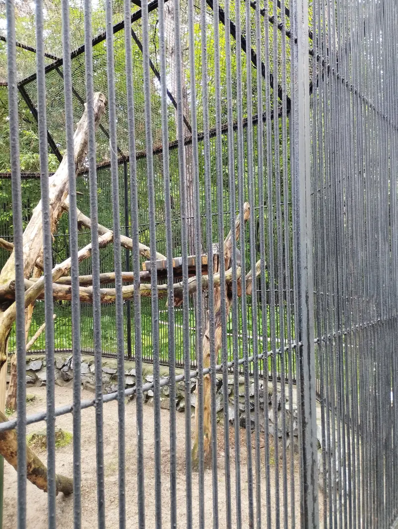 Фотография с манулом в Новосибирском Зоопарке