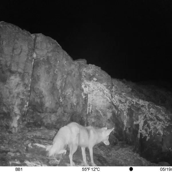 Фотография Рыжаи Лисица с фотоловушки Актас-Кункора